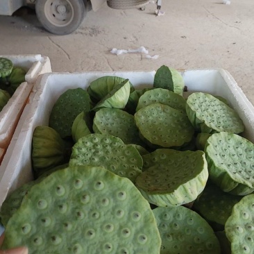 大量水果莲蓬