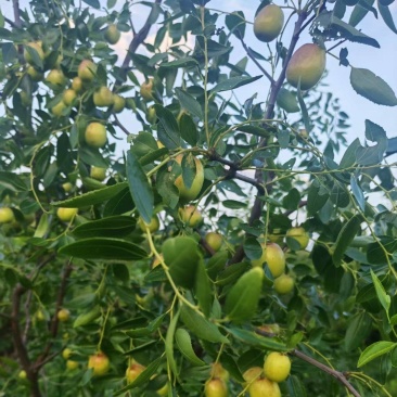 鲜枣