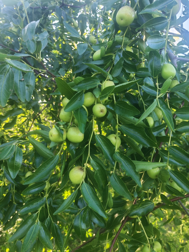 鲜枣