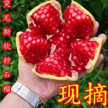 石榴，四川会理突尼斯石榴大量上市
