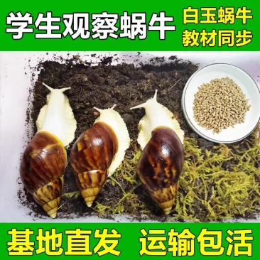 白玉蜗牛苗/活体幼苗/养殖用苗/包活邮到家/全国供应批发
