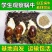 白玉蜗牛苗/活体幼苗/养殖用苗/包活邮到家/全国供应批发