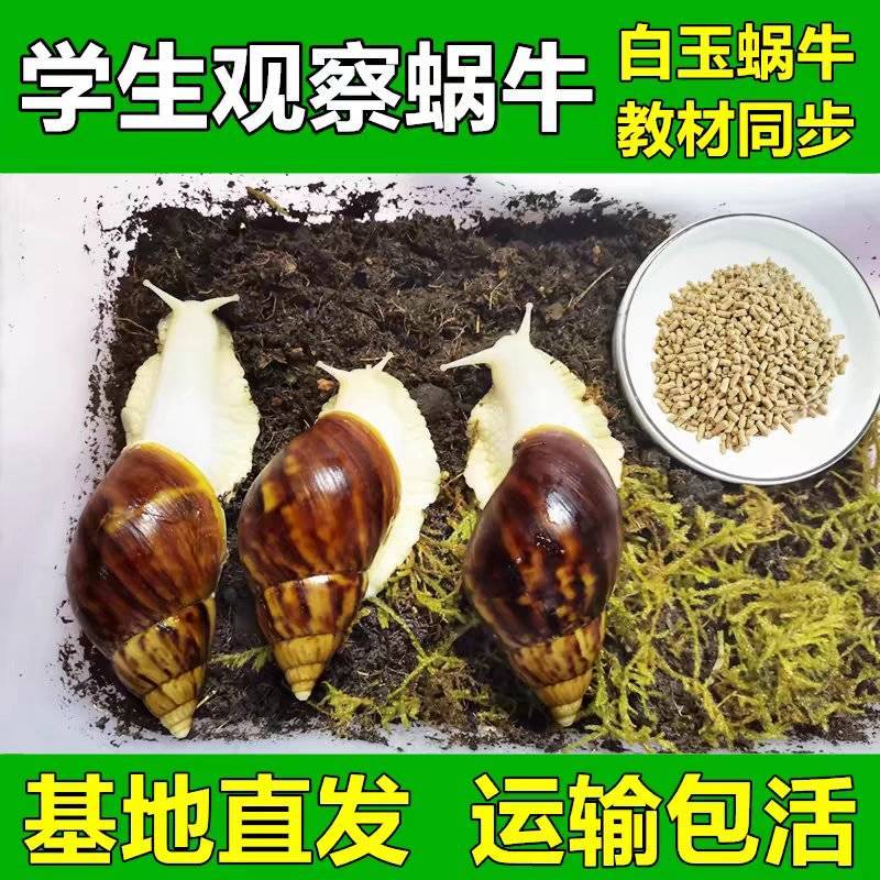 白玉蜗牛苗/活体幼苗/养殖用苗/包活邮到家/全国供应批发