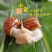 白玉蜗牛苗/活体幼苗/养殖用苗/包活邮到家/全国供应批发