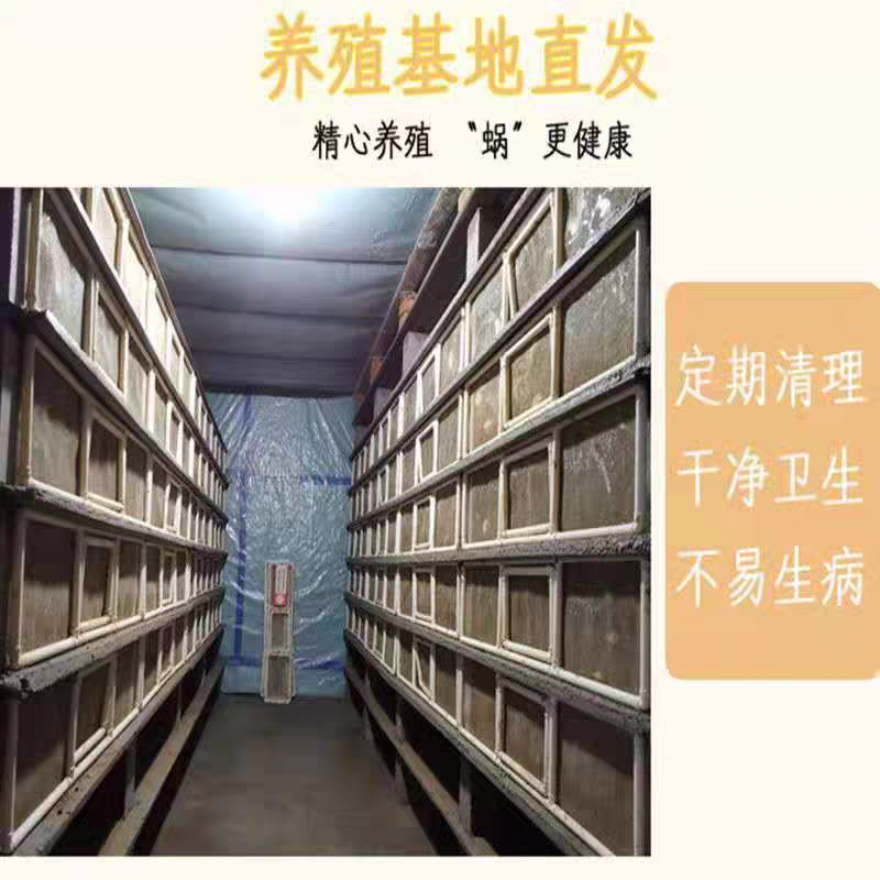 白玉蜗牛苗/活体幼苗/养殖用苗/包活邮到家/全国供应批发