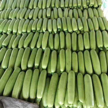 坝上高原夏菜西葫芦精品货电商货食堂货一手货源