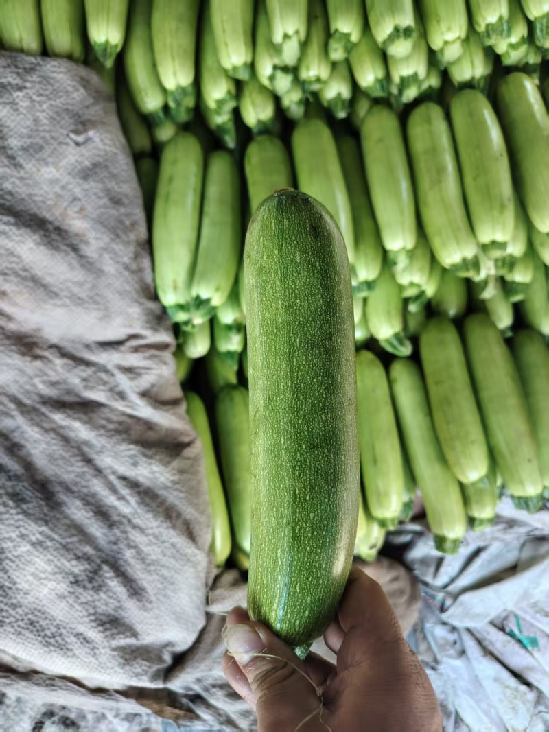 坝上高原夏菜西葫芦精品货电商货食堂货一手货源