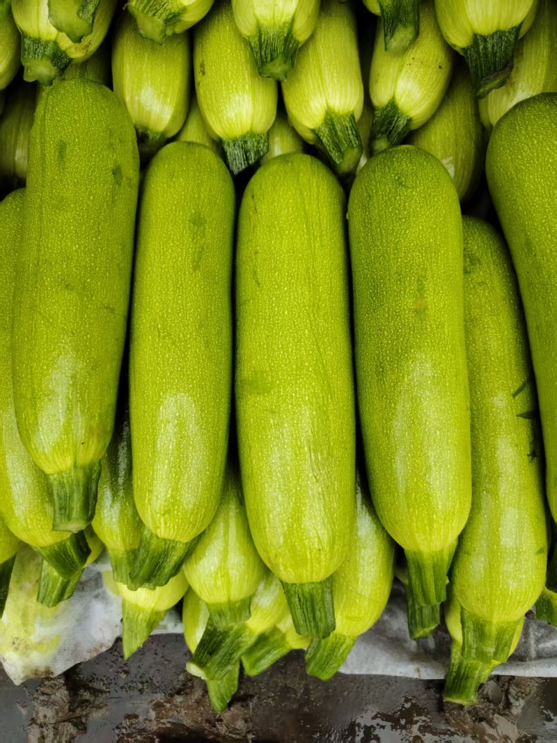 坝上高原夏菜西葫芦精品货电商货食堂货一手货源