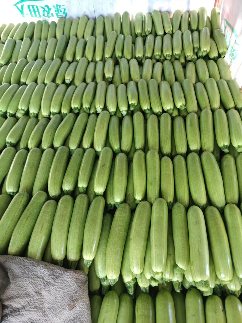 坝上高原夏菜西葫芦精品货电商货食堂货一手货源