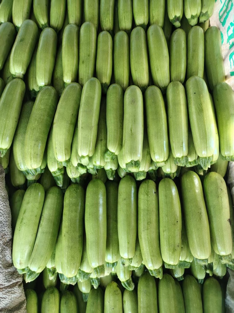 坝上高原夏菜西葫芦精品货电商货食堂货一手货源