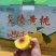 现摘现发