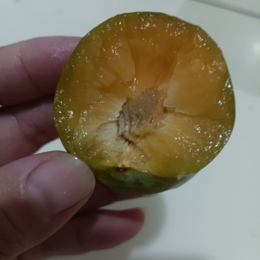 大棚青翠李