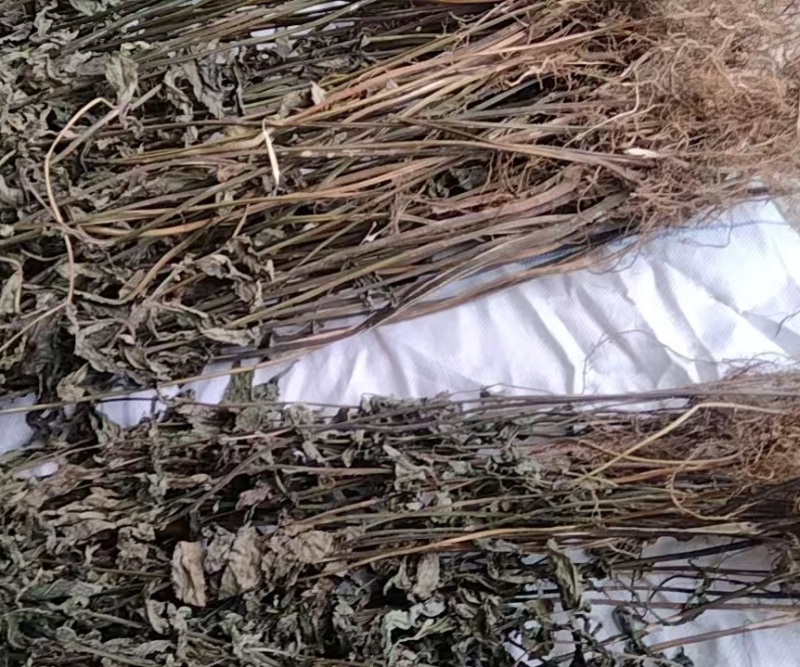 毛药花干货