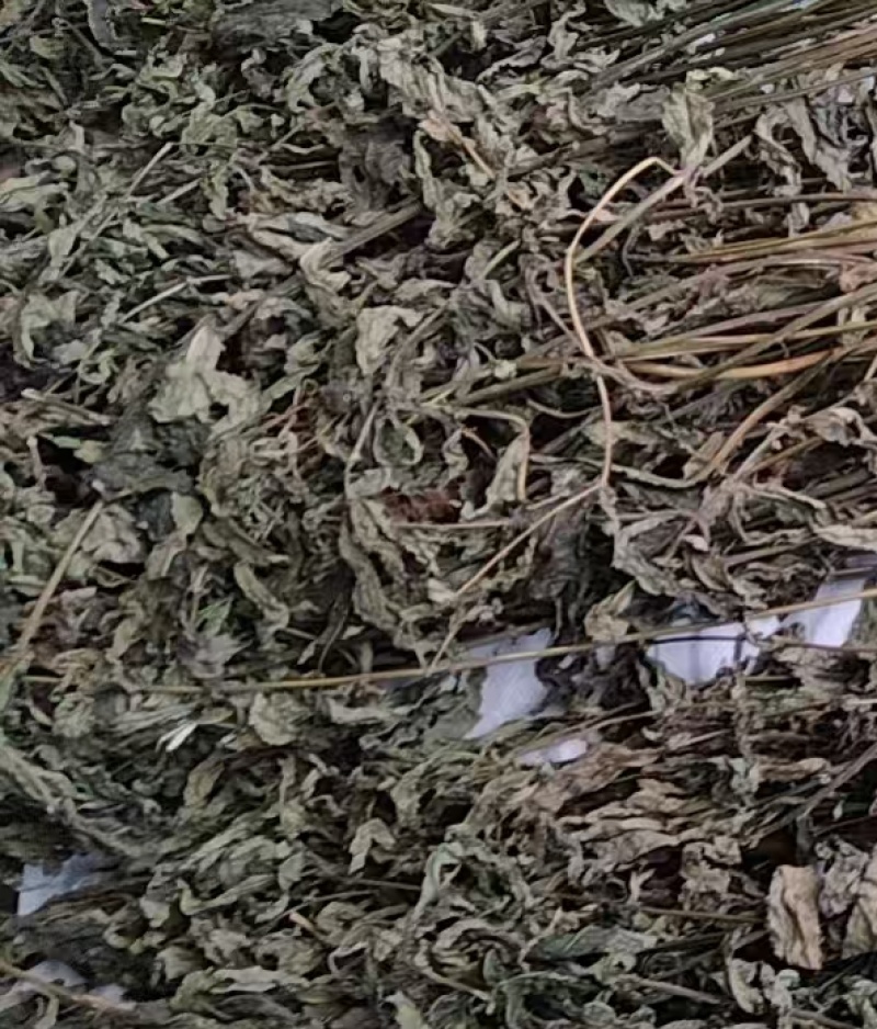 毛药花干货