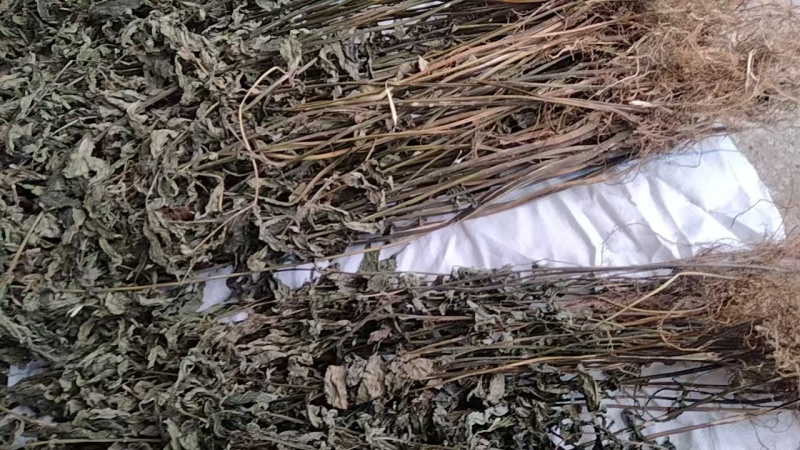 毛药花干货