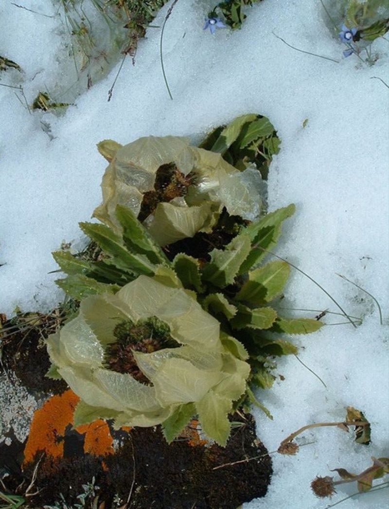 雪莲花天山雪莲中药材欢迎各位老板来电咨询订购
