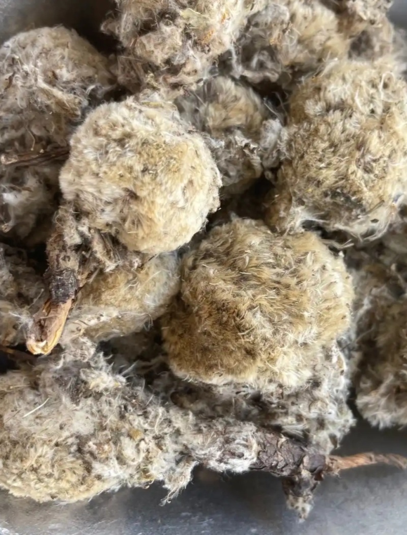 雪莲花天山雪莲中药材欢迎各位老板来电咨询订购