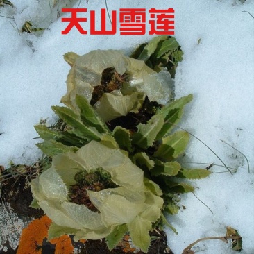 雪莲花天山雪莲中药材欢迎各位老板来电咨询订购