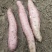 河北红薯白雪公主红薯白心红薯细长条署形好无机械伤无断头