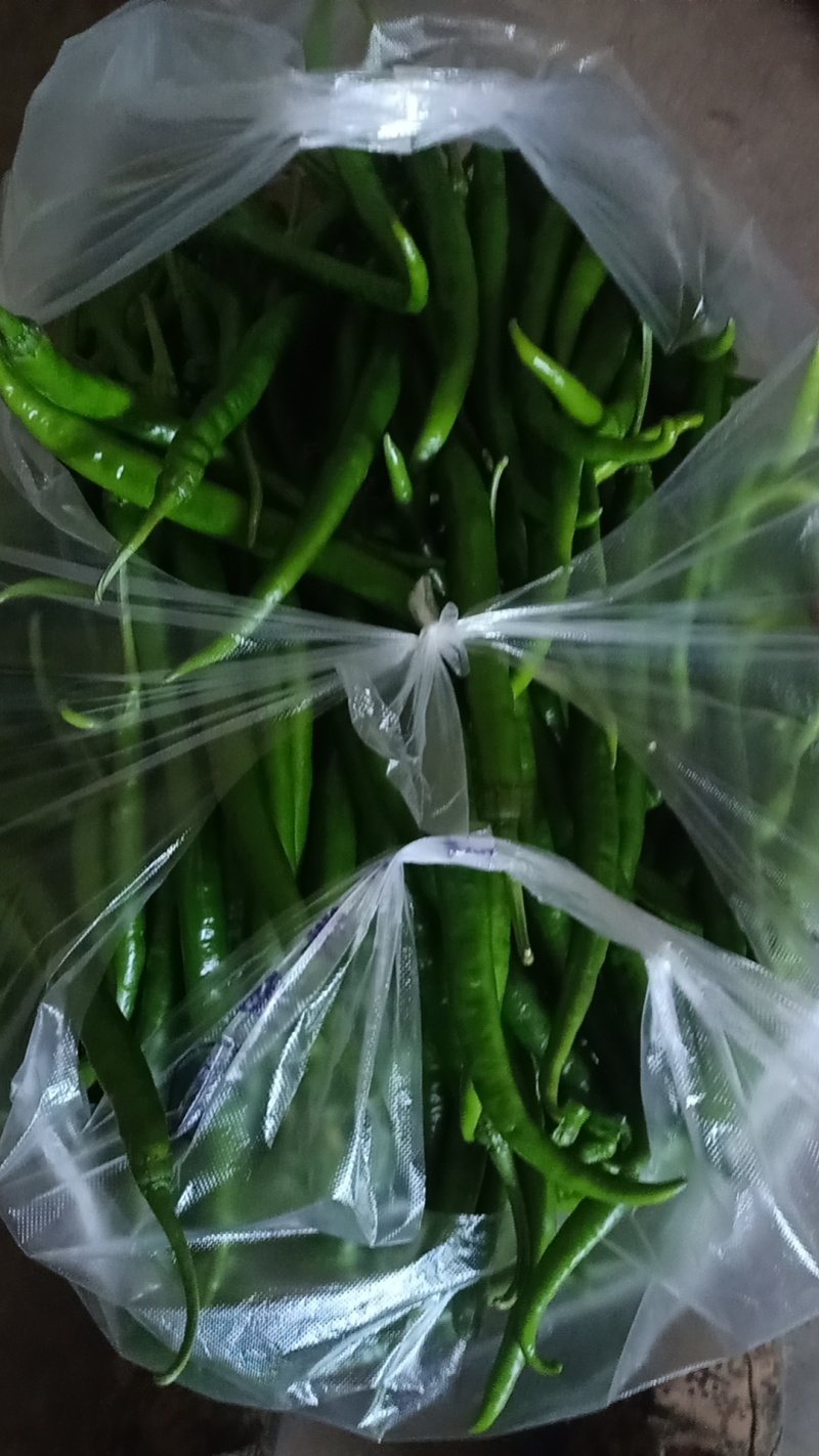 鲜辣椒大量上市产地直销保质保量全国通发一手货源