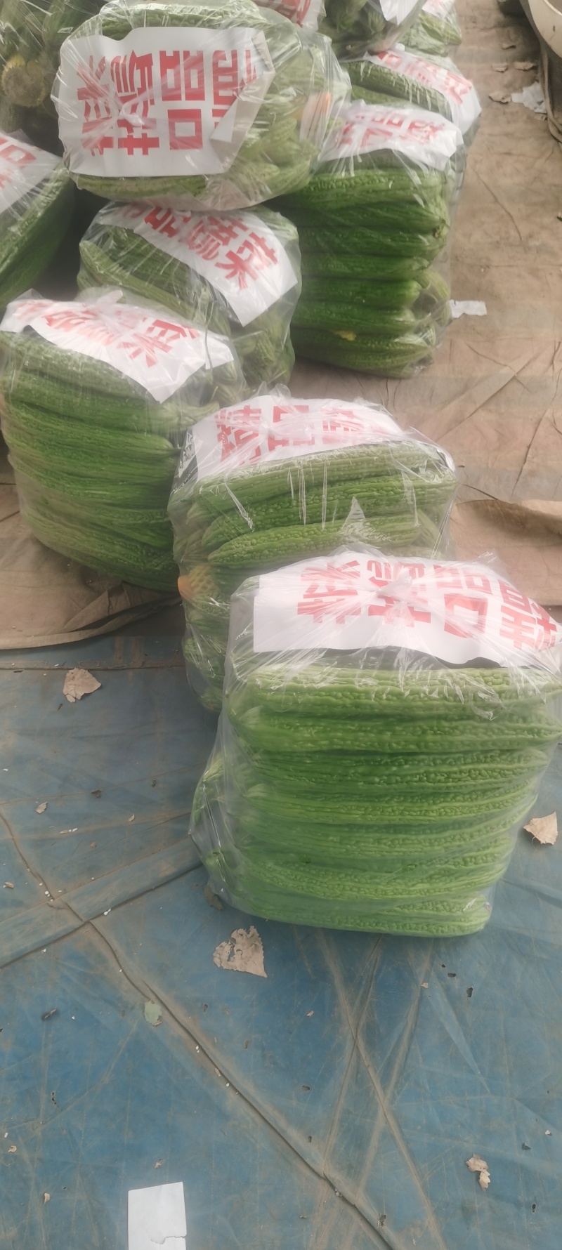河南苦瓜，规模种植，价格低。视频看货，线上保障交易