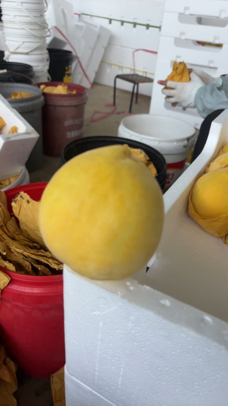 锦绣黄桃