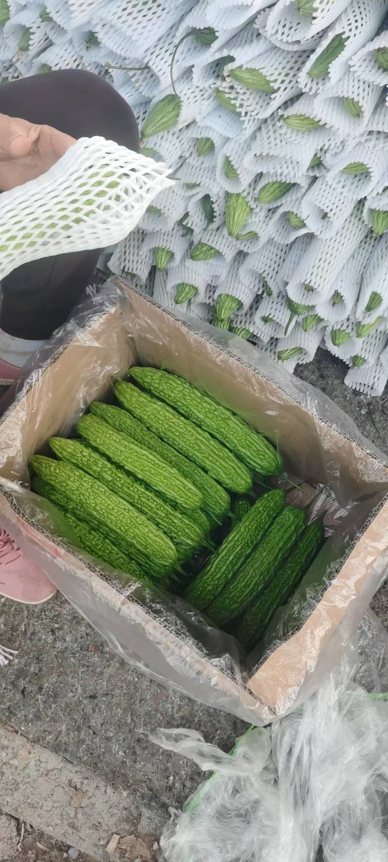 河南苦瓜，规模种植，价格低。视频看货，线上保障交易