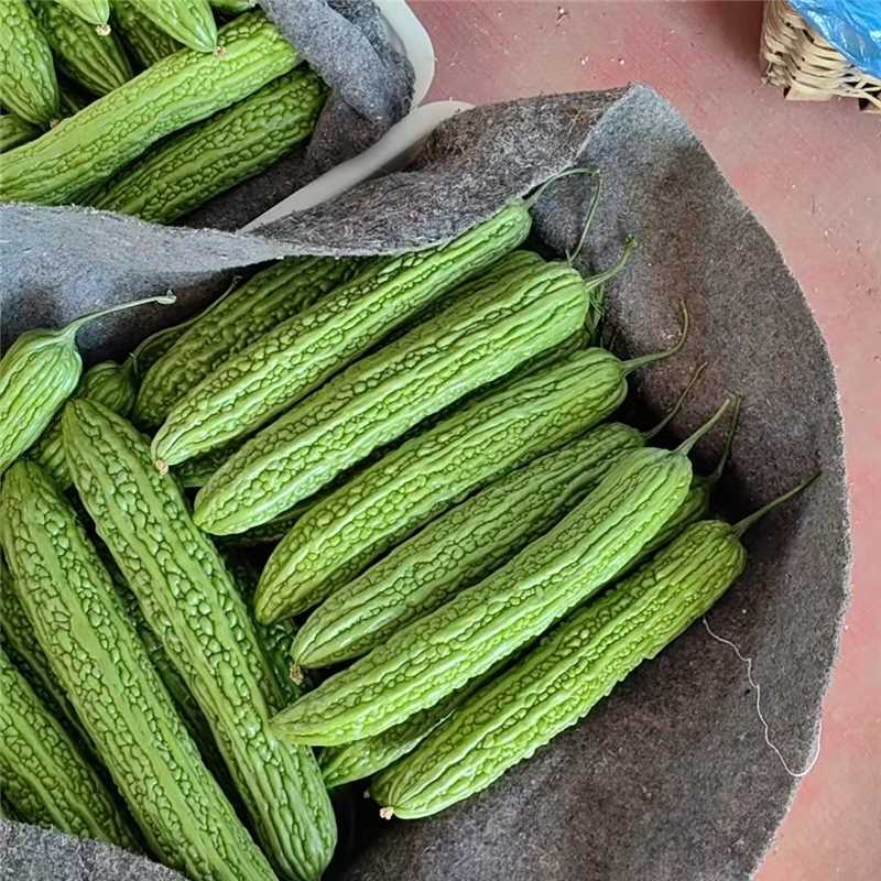 河南苦瓜，规模种植，价格低。视频看货，线上保障交易