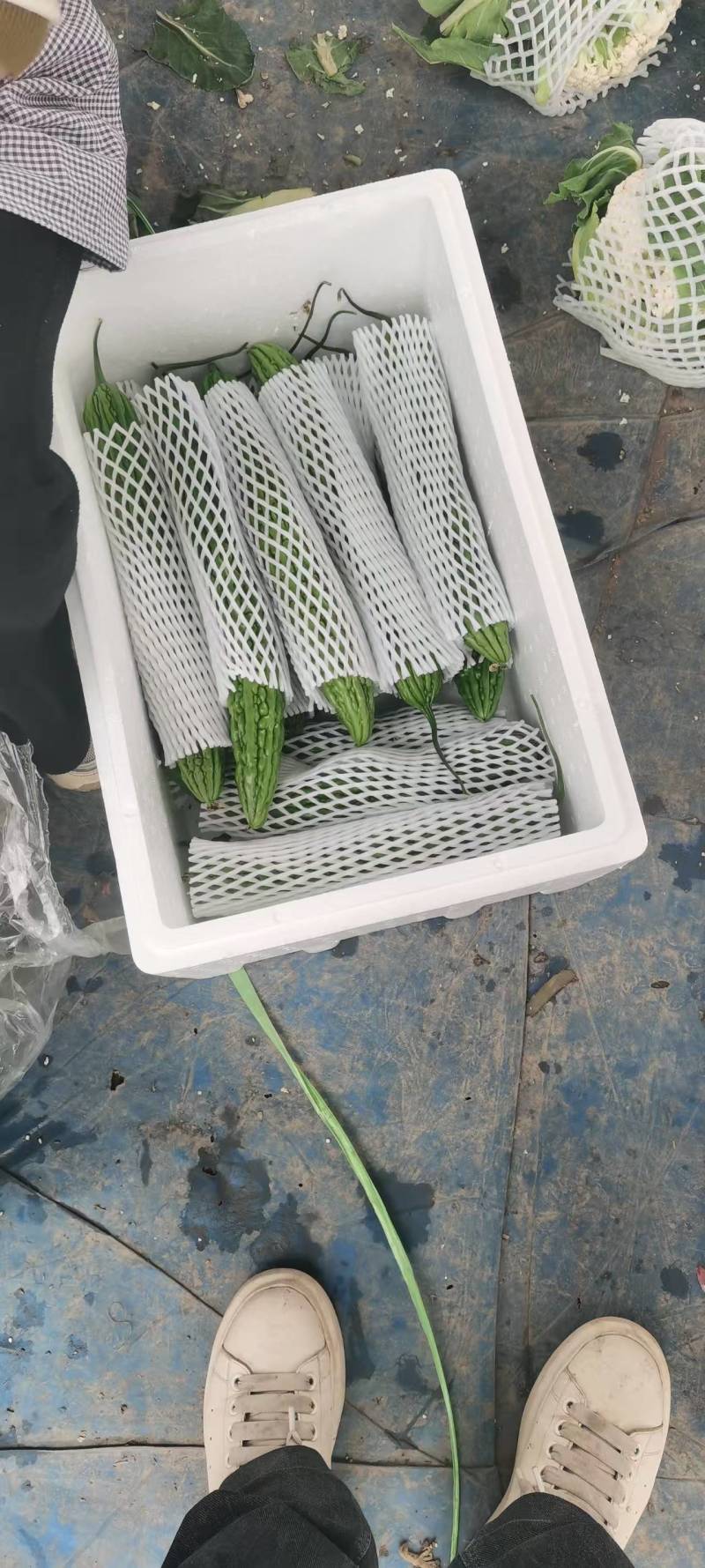 河南苦瓜，规模种植，价格低。视频看货，线上保障交易
