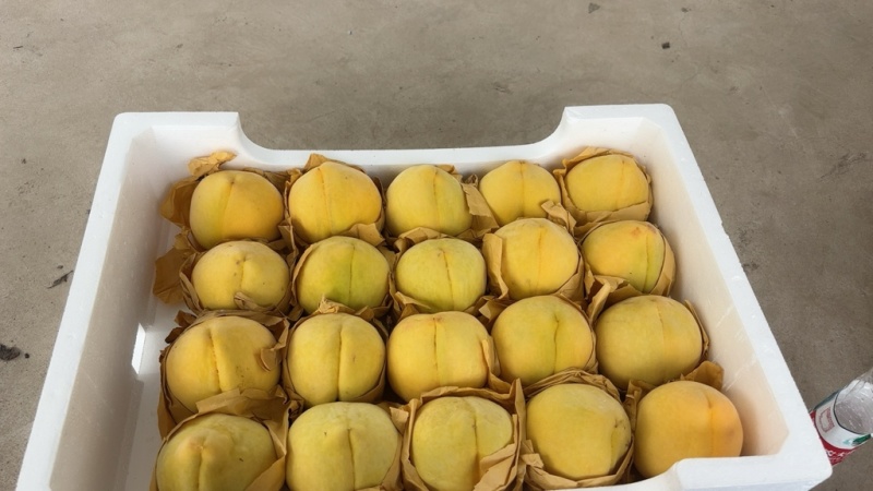 锦绣黄桃