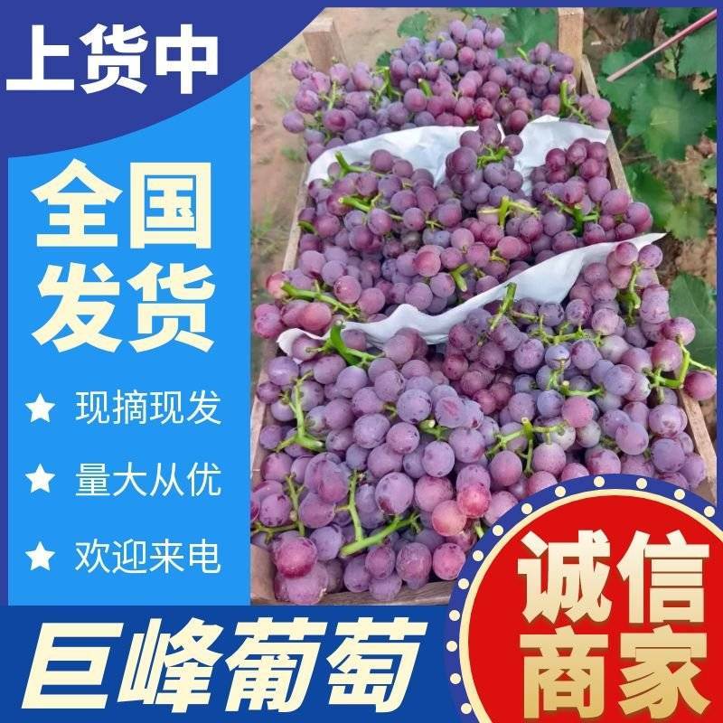 《推荐》冠县巨峰葡萄&露天葡萄/现摘现发/对接批发商超