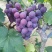 《推荐》冠县巨峰葡萄&露天葡萄/现摘现发/对接批发商超