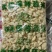 金乡蒜米，厂家直供，电商，市场，加工厂，均可一手货源
