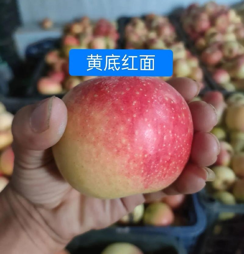 中秋王苹果。红星苹果。早富士苹果。产地直发，一手货源充