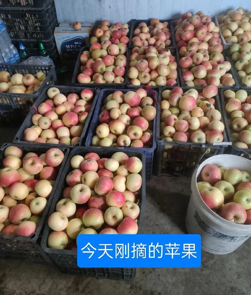 中秋王苹果。红星苹果。早富士苹果。产地直发，一手货源充