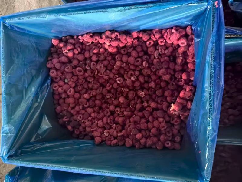 【树莓】黑龙江新鲜现货红树莓冻果，品质保证，量大从优