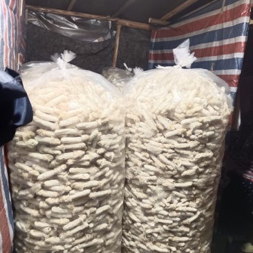 贵州红托竹荪
