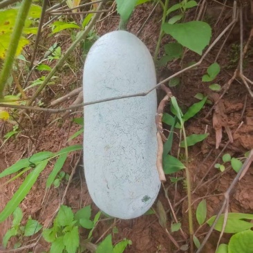 云南香冬瓜（落地瓜）口感香糯，大量出货，品质保证