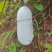 云南香冬瓜（落地瓜）口感香糯，大量出货，品质保证