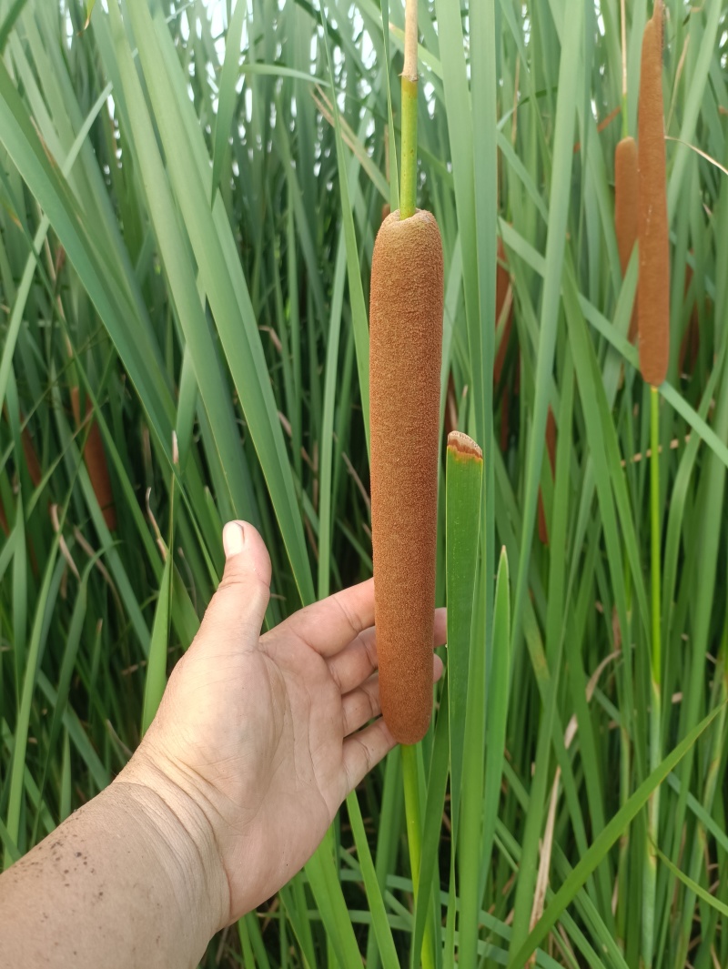 蒲棒，水蜡烛，新鲜一个一元，十六个起包邮，插花专用