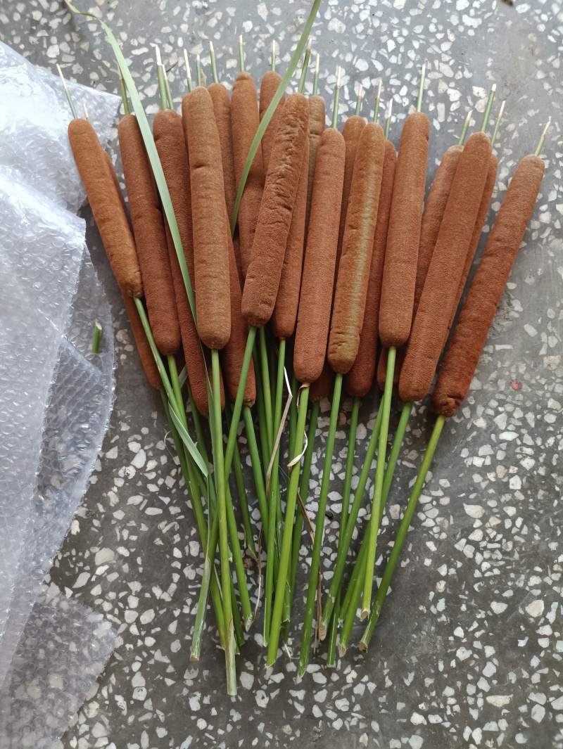 蒲棒，水蜡烛，新鲜一个一元，十六个起包邮，插花专用