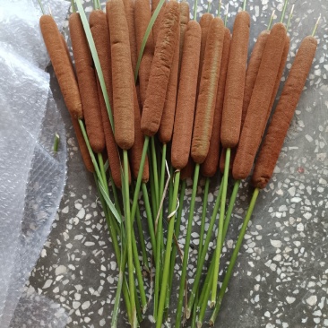 蒲棒，水蜡烛，新鲜一个一元，十六个起包邮，插花专用
