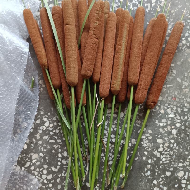 蒲棒，水蜡烛，新鲜一个一元，十六个起包邮，插花专用