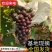 【夏黑葡萄】冠县葡萄基地直供/串形好甜度高/大量上货中