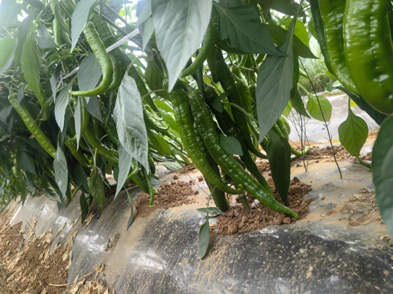 鲜辣椒