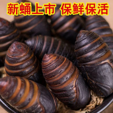 铁岭西丰产地蚕蛹