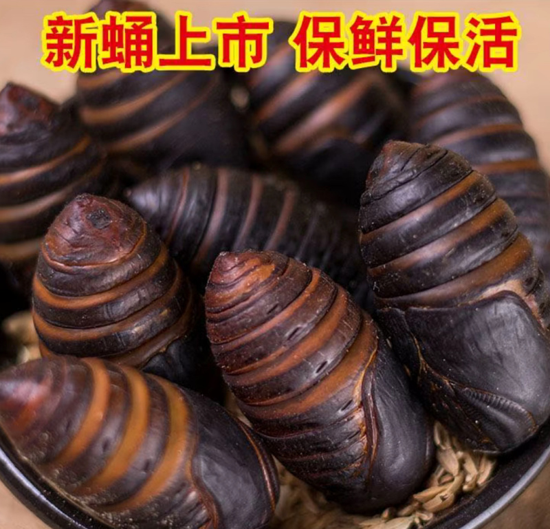 铁岭西丰产地蚕蛹