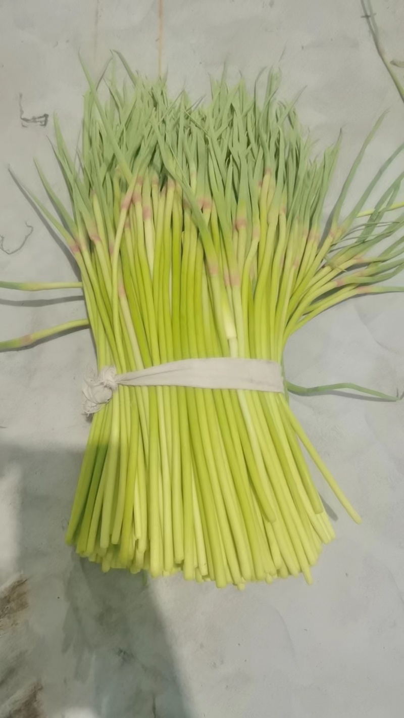 蒜苔，金乡蒜苔，电商，市场，一手货源无任何费用。一吨起