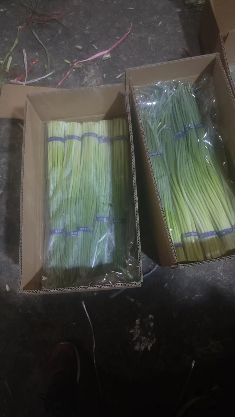 蒜苔，金乡蒜苔，电商，市场，一手货源无任何费用。一吨起
