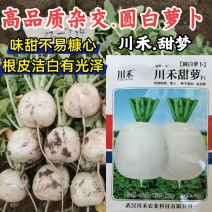 甜萝圆白萝卜种子川禾甜脆早熟白皮白肉秋播70天大白圆萝卜